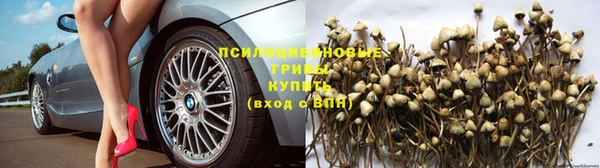 шишки Кодинск